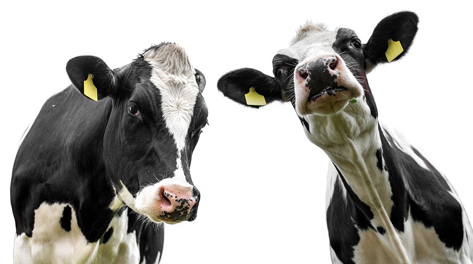 Vaches laitières Vaches